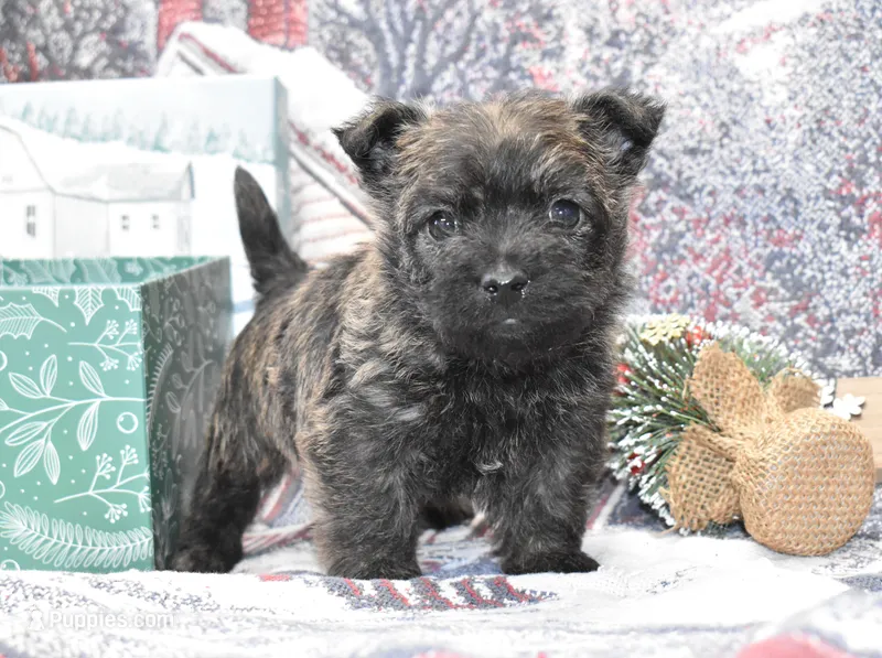 mickey, a male Cairn Terrier for sale in Grovespring, MO – Photo 1 of 5