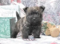 mickey, a male Cairn Terrier for sale in Grovespring, MO – Photo 1 of 5
