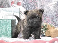 mickey, a male Cairn Terrier for sale in Grovespring, MO – Photo 5 of 5