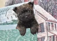mickey, a male Cairn Terrier for sale in Grovespring, MO – Photo 2 of 5