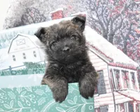 mickey, a male Cairn Terrier for sale in Grovespring, MO – Photo 3 of 5