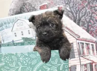 mickey, a male Cairn Terrier for sale in Grovespring, MO – Photo 4 of 5