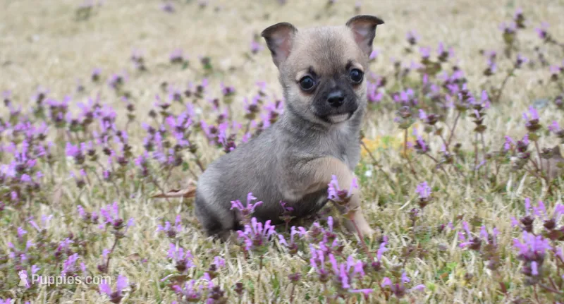 jasper, a male Chihuahua for sale in Grovespring, MO – Photo 1 of 6