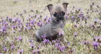 jasper, a male Chihuahua for sale in Grovespring, MO – Photo 1 of 6