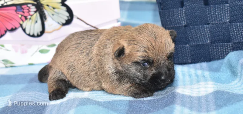 kacey, a female Cairn Terrier for sale in Grovespring, MO – Photo 1 of 7