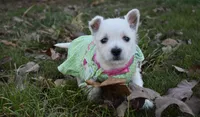 molly, a female West Highland White Terrier for sale in Grovespring, MO – Photo 7 of 7