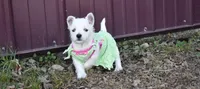 molly, a female West Highland White Terrier for sale in Grovespring, MO – Photo 3 of 7