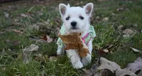 molly, a female West Highland White Terrier for sale in Grovespring, MO – Photo 5 of 7