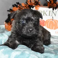 katie, a female Cairn Terrier for sale in Grovespring, MO – Photo 3 of 10