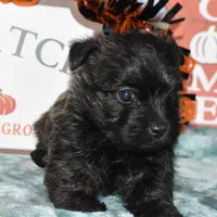 katie, a female Cairn Terrier for sale in Grovespring, MO – Photo 4 of 10