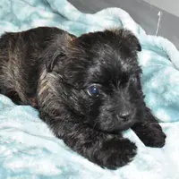 katie, a female Cairn Terrier for sale in Grovespring, MO – Photo 2 of 10