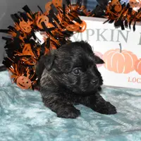 katie, a female Cairn Terrier for sale in Grovespring, MO – Photo 9 of 10