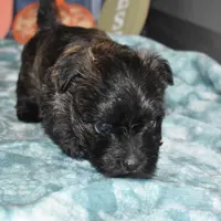 katie, a female Cairn Terrier for sale in Grovespring, MO – Photo 10 of 10