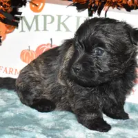 katie, a female Cairn Terrier for sale in Grovespring, MO – Photo 6 of 10