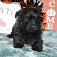 katie, a female Cairn Terrier for sale in Grovespring, MO – Photo 1 of 10
