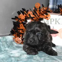 katie, a female Cairn Terrier for sale in Grovespring, MO – Photo 8 of 10