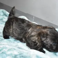 katie, a female Cairn Terrier for sale in Grovespring, MO – Photo 5 of 10