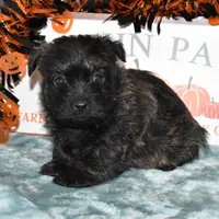 katie, a female Cairn Terrier for sale in Grovespring, MO – Photo 7 of 10