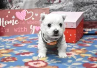 river, a male West Highland White Terrier for sale in Grovespring, MO – Photo 8 of 10