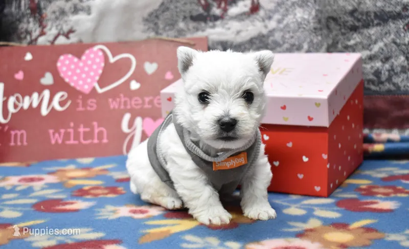 river, a male West Highland White Terrier for sale in Grovespring, MO – Photo 1 of 10