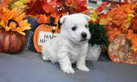 langston, a male West Highland White Terrier for sale in Grovespring, MO – Photo 1 of 10