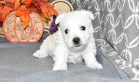 langston, a male West Highland White Terrier for sale in Grovespring, MO – Photo 3 of 10