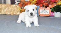 langston, a male West Highland White Terrier for sale in Grovespring, MO – Photo 2 of 10