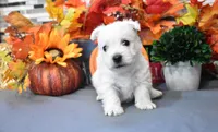 langston, a male West Highland White Terrier for sale in Grovespring, MO – Photo 4 of 10