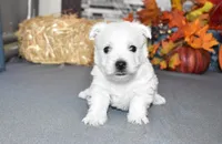 langston, a male West Highland White Terrier for sale in Grovespring, MO – Photo 10 of 10