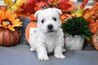 langston, a male West Highland White Terrier for sale in Grovespring, MO – Photo 5 of 10