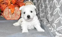 langston, a male West Highland White Terrier for sale in Grovespring, MO – Photo 7 of 10