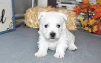 langston, a male West Highland White Terrier for sale in Grovespring, MO – Photo 9 of 10