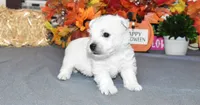 langston, a male West Highland White Terrier for sale in Grovespring, MO – Photo 6 of 10