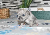 sandra, a female Chihuahua for sale in Grovespring, MO – Photo 9 of 10