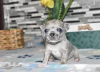 sandra, a female Chihuahua for sale in Grovespring, MO – Photo 5 of 10