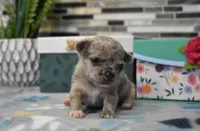 sandra, a female Chihuahua for sale in Grovespring, MO – Photo 2 of 10