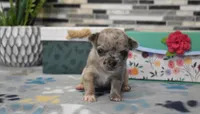 sandra, a female Chihuahua for sale in Grovespring, MO – Photo 6 of 10