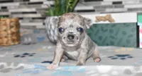 sandra, a female Chihuahua for sale in Grovespring, MO – Photo 10 of 10