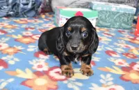 vincent, a female Miniature Dachshund for sale in Grovespring, MO – Photo 2 of 8