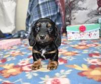 vincent, a female Miniature Dachshund for sale in Grovespring, MO – Photo 5 of 8