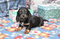vincent, a female Miniature Dachshund for sale in Grovespring, MO – Photo 6 of 8