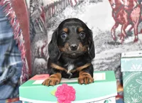 vincent, a female Miniature Dachshund for sale in Grovespring, MO – Photo 3 of 8