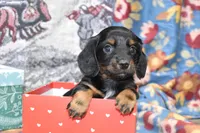 vincent, a female Miniature Dachshund for sale in Grovespring, MO – Photo 4 of 8
