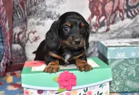 vincent, a female Miniature Dachshund for sale in Grovespring, MO – Photo 8 of 8