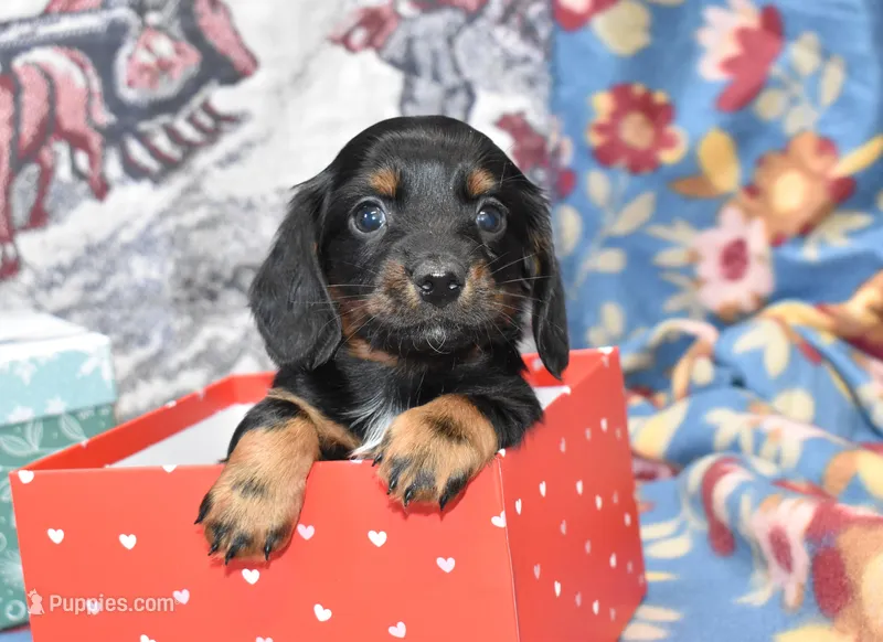 vincent, a female Miniature Dachshund for sale in Grovespring, MO – Photo 1 of 8