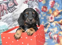 vincent, a female Miniature Dachshund for sale in Grovespring, MO – Photo 1 of 8