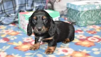 vincent, a female Miniature Dachshund for sale in Grovespring, MO – Photo 7 of 8
