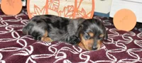heston, a male Miniature Dachshund for sale in Grovespring, MO – Photo 2 of 7