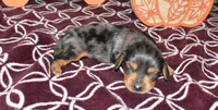 heston, a male Miniature Dachshund for sale in Grovespring, MO – Photo 6 of 7