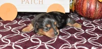 heston, a male Miniature Dachshund for sale in Grovespring, MO – Photo 1 of 7